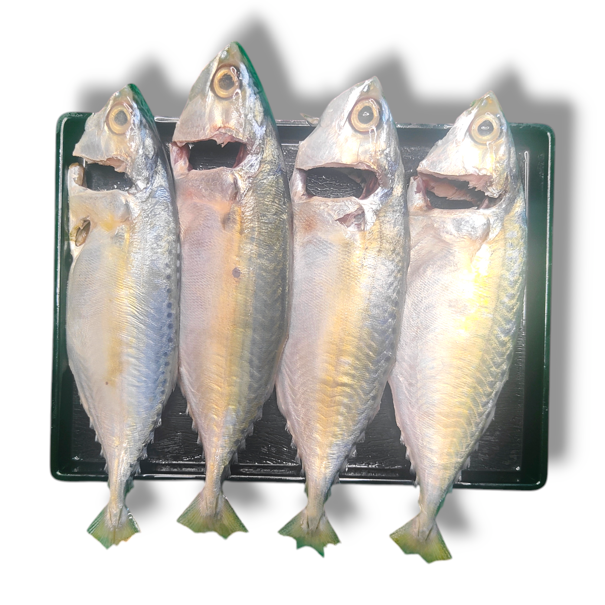 Chub Mackerel 500gm