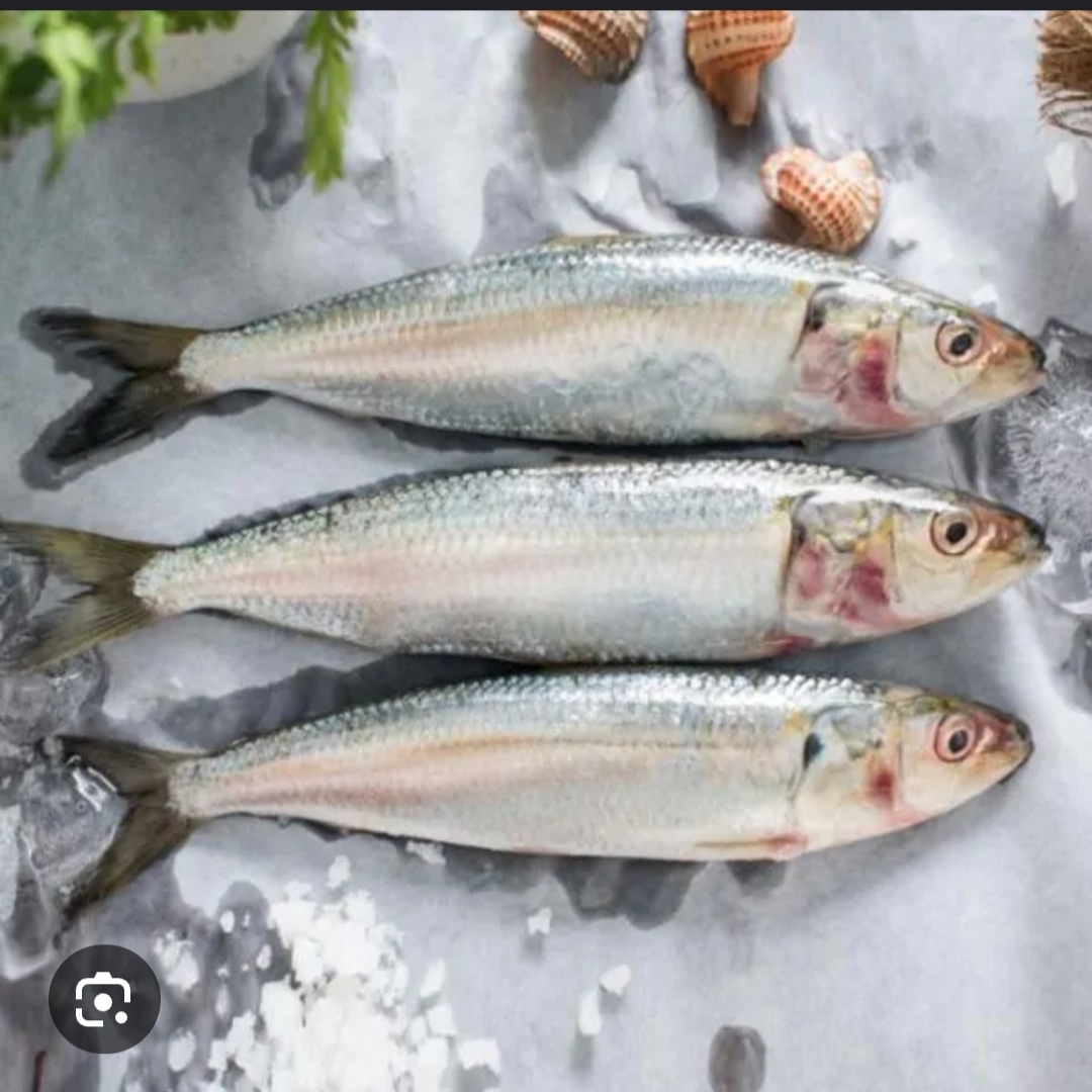 Sardine 500gm